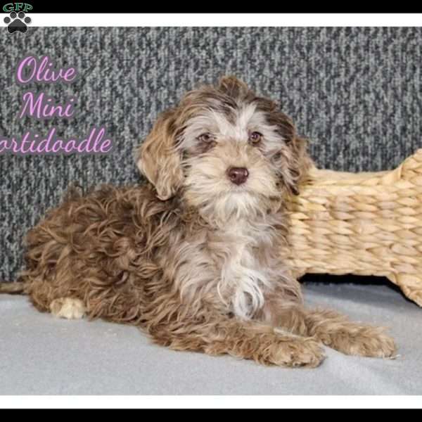 Olive, Portuguese Water Dog Mix Puppy